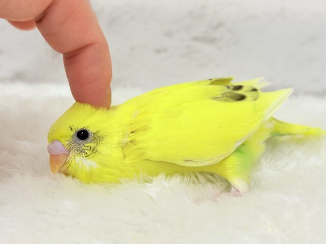 上目遣いに思わずうっとり( ◜ω◝ )♥セキセイインコ(黄色ハルクイン) ヒナ セキセイインコ