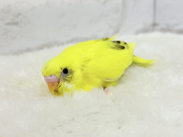 上目遣いに思わずうっとり( ◜ω◝ )♥セキセイインコ(黄色ハルクイン) ヒナ セキセイインコ