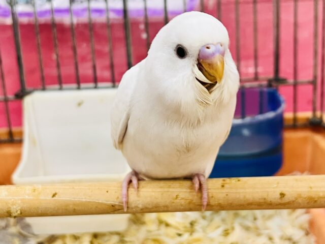 まっ白い羽に際立つ黒い瞳ʚ♥ɞセキセイインコのヒナ(ダブルファクター)入荷しました❤️ セキセイインコ