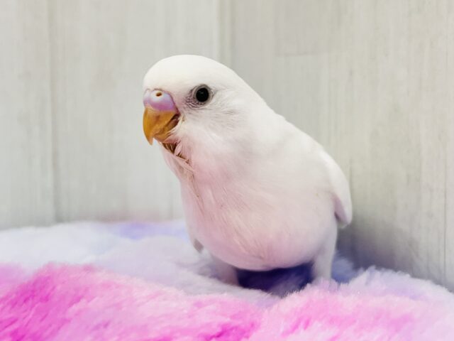 まっ白い羽に際立つ黒い瞳ʚ♥ɞセキセイインコのヒナ(ダブルファクター)入荷しました❤️ セキセイインコ