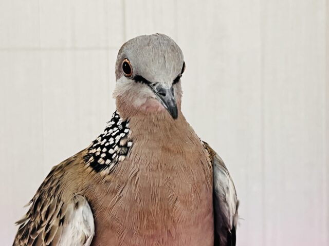 珍鳩🌟オシャレ番長💖鹿の子バト入舎しました! 鹿の子バト
