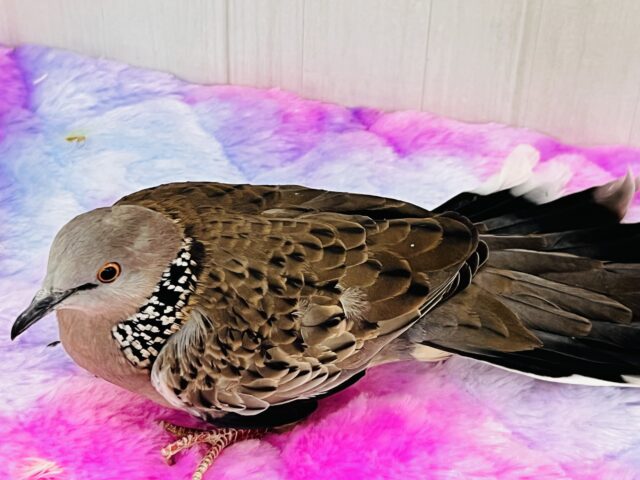 珍鳩🌟オシャレ番長💖鹿の子バト入舎しました! 鹿の子バト