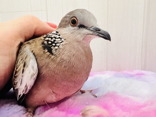 珍鳩🌟オシャレ番長💖鹿の子バト入舎しました! 鹿の子バト