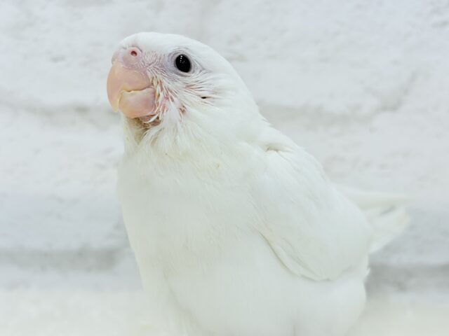 【最新画像更新🪄】純白天使がやって来た🐥🍼🤍オカメインコ(ピュアホワイト) ヒナ オカメインコ