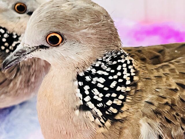 珍鳩🌟オシャレ番長💖鹿の子バト入舎しました! 鹿の子バト