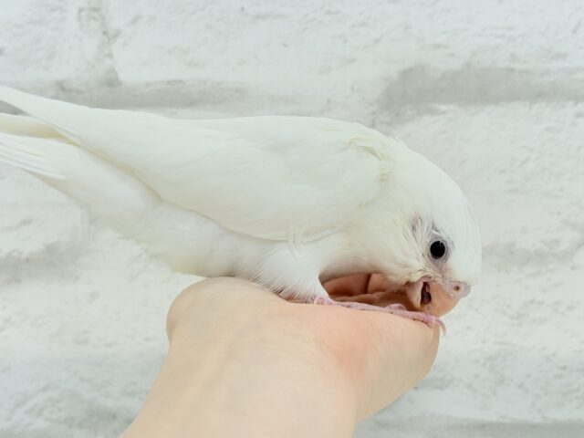 【最新画像更新🪄】純白天使がやって来た🐥🍼🤍オカメインコ(ピュアホワイト) ヒナ オカメインコ