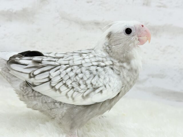 【最新画像更新🪄ひとり餌になりました☆】ぱやぱや♡ハゲタカみたい🐣🫧オカメインコ(WFパールパイド) ヒナ オカメインコ