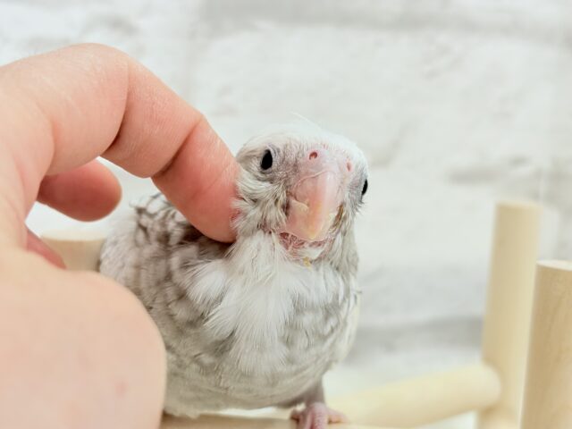 【最新画像更新🪄ひとり餌になりました☆】ぱやぱや♡ハゲタカみたい🐣🫧オカメインコ(WFパールパイド) ヒナ オカメインコ