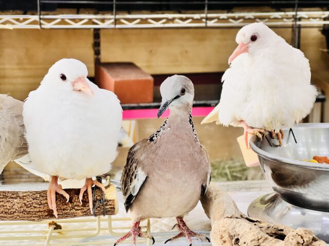 珍鳩🌟オシャレ番長💖鹿の子バト入舎しました! 鹿の子バト