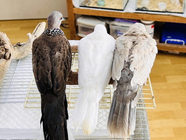 珍鳩🌟オシャレ番長💖鹿の子バト入舎しました! 鹿の子バト