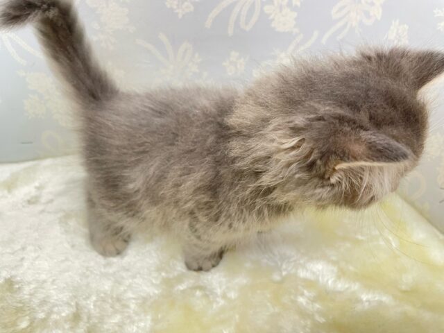 ブリティッシュショートヘア