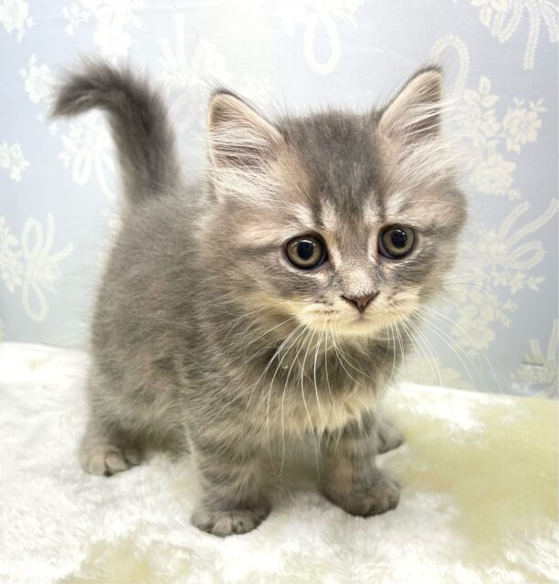 ブリティッシュショートヘア
