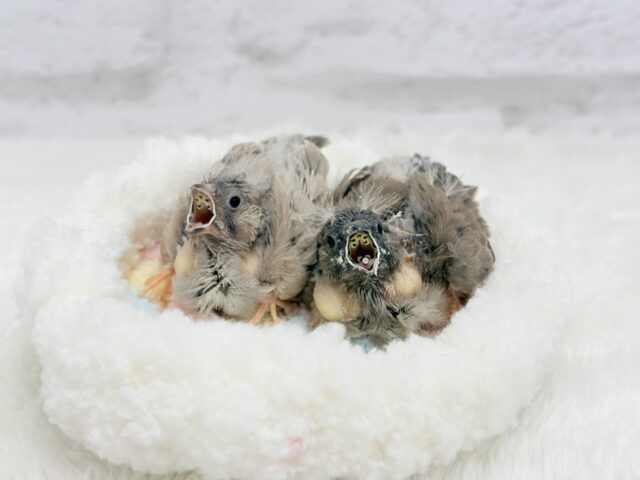 【最新画像更新🪄もうすぐひとり餌☆】食欲旺盛☆ぱやぱやコンビ🐣💖ジャンボキンカチョウ ヒナ ジャンボキンカチョウ