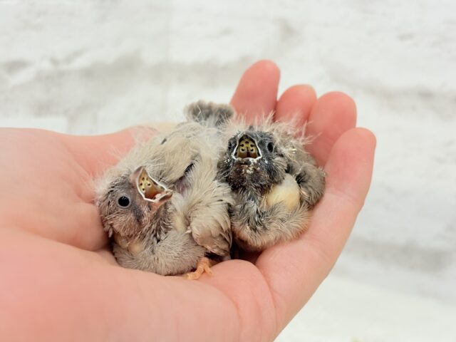 【最新画像更新🪄もうすぐひとり餌☆】食欲旺盛☆ぱやぱやコンビ🐣💖ジャンボキンカチョウ ヒナ ジャンボキンカチョウ