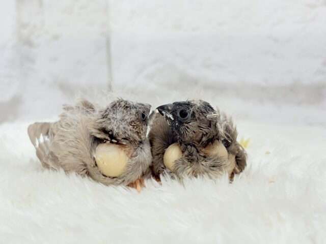 【最新画像更新🪄もうすぐひとり餌☆】食欲旺盛☆ぱやぱやコンビ🐣💖ジャンボキンカチョウ ヒナ ジャンボキンカチョウ