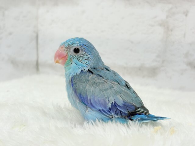 マメルリハ