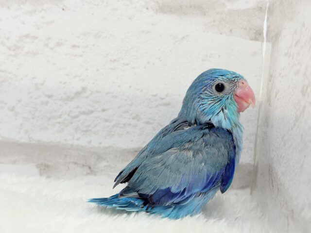 マメルリハ