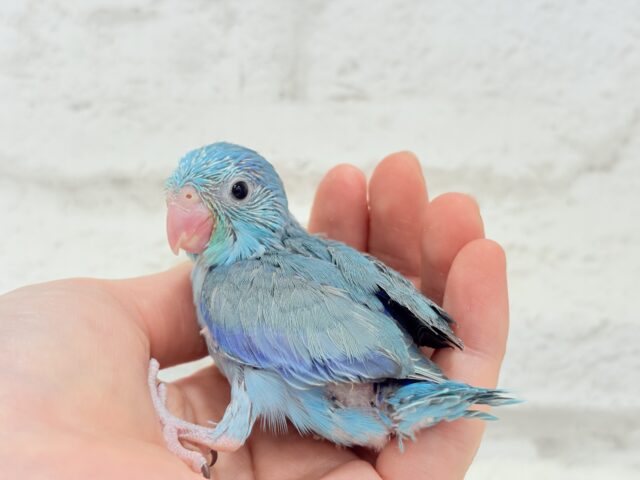 マメルリハ
