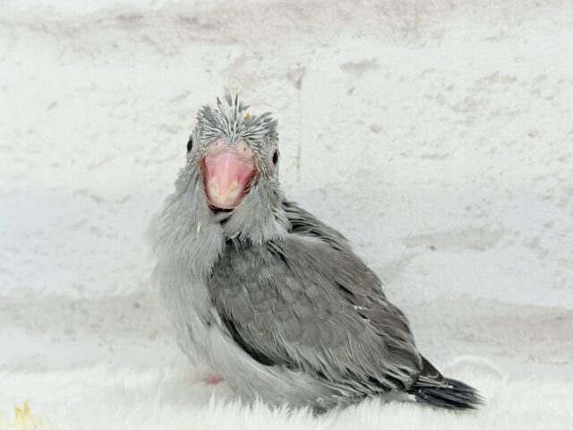 マメルリハ