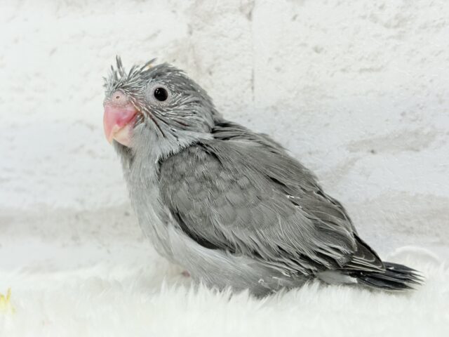 【最新画像更新🪄】カッコイイ&カワイイの合わせ技🐥🩶マメルリハ(モーブ) ヒナ マメルリハ