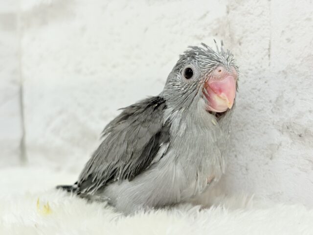 【最新画像更新🪄】カッコイイ&カワイイの合わせ技🐥🩶マメルリハ(モーブ) ヒナ マメルリハ
