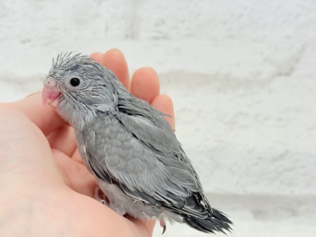 【最新画像更新🪄】カッコイイ&カワイイの合わせ技🐥🩶マメルリハ(モーブ) ヒナ マメルリハ