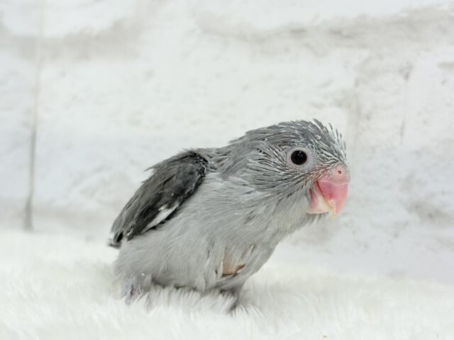 【最新画像更新🪄】カッコイイ&カワイイの合わせ技🐥🩶マメルリハ(モーブ) ヒナ マメルリハ