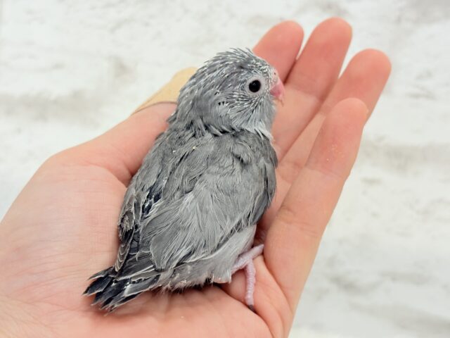 【最新画像更新🪄】カッコイイ&カワイイの合わせ技🐥🩶マメルリハ(モーブ) ヒナ マメルリハ