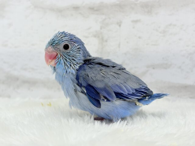 マメルリハ