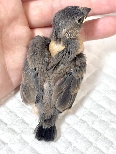 桜文鳥