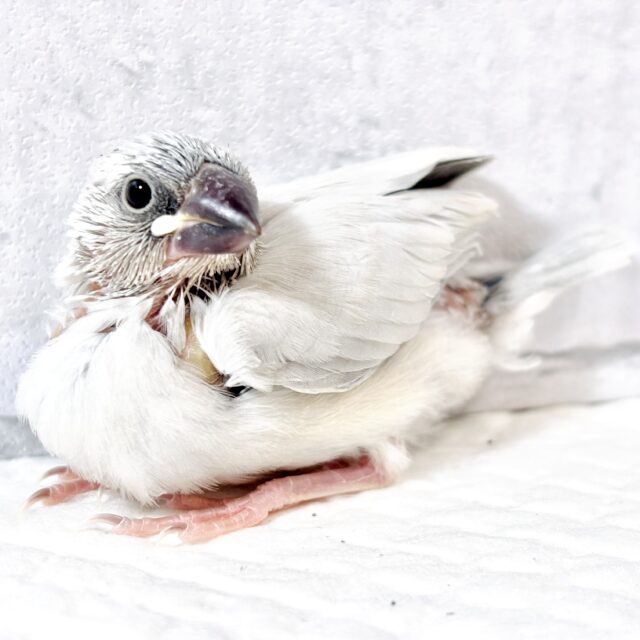 シルバー文鳥