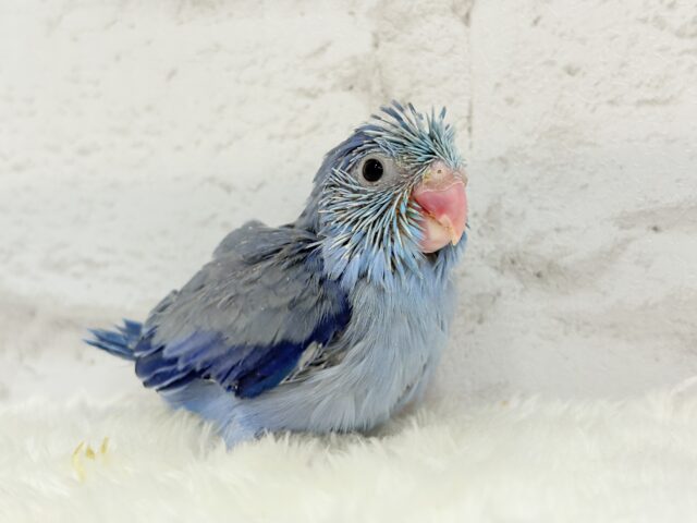 【最新画像更新🪄】表情豊か♡おめめがキレイ🐥💫マメルリハ(コバルト) 男の子 ヒナ マメルリハ