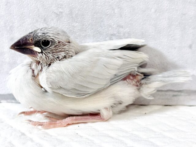 シルバー文鳥