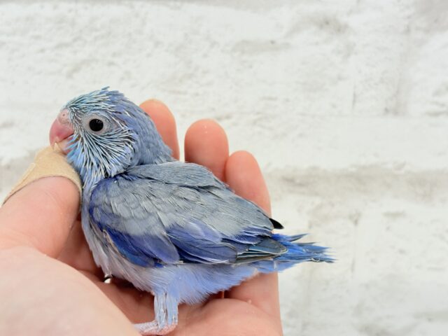 【最新画像更新🪄】表情豊か♡おめめがキレイ🐥💫マメルリハ(コバルト) 男の子 ヒナ マメルリハ