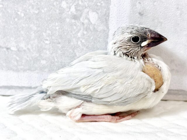 シルバー文鳥