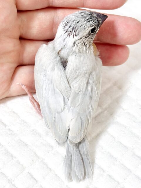 シルバー文鳥