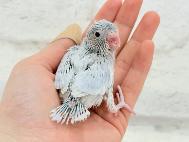 マメルリハ