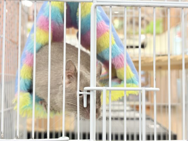 デグー