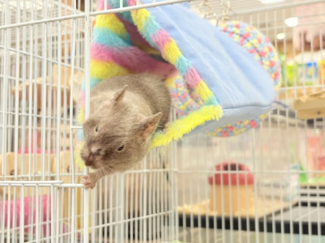 デグー