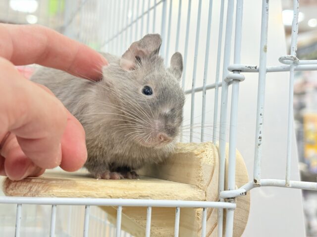 デグー