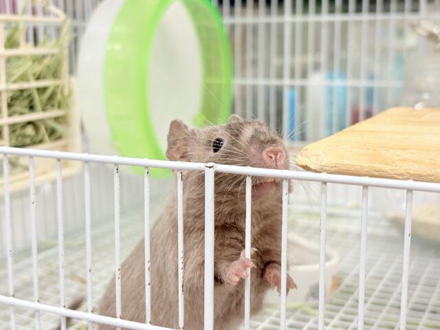 デグー