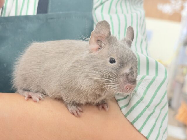 デグー