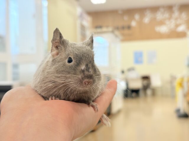 デグー