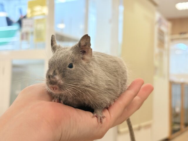 デグー