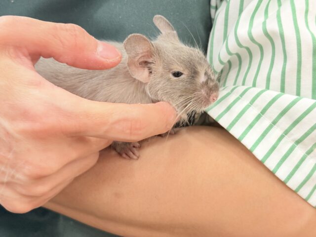 デグー