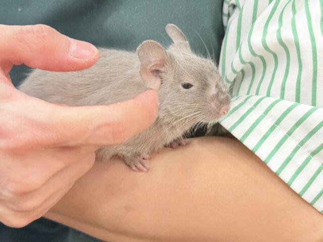 デグー