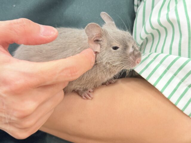 デグー
