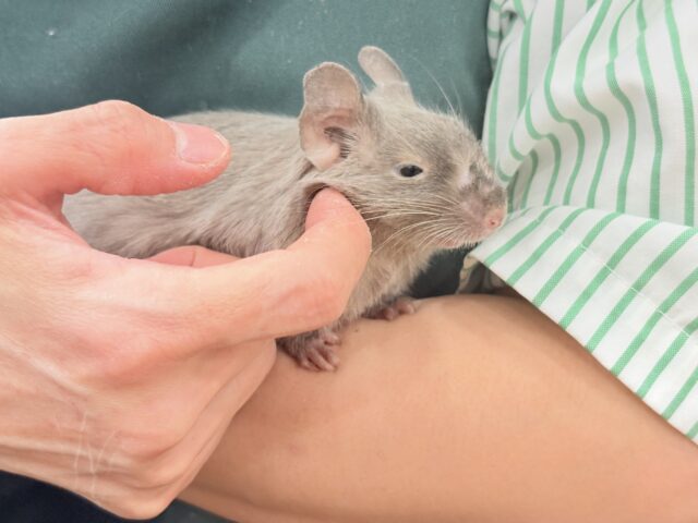 デグー