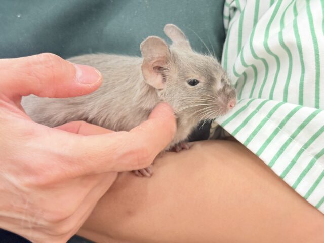 デグー