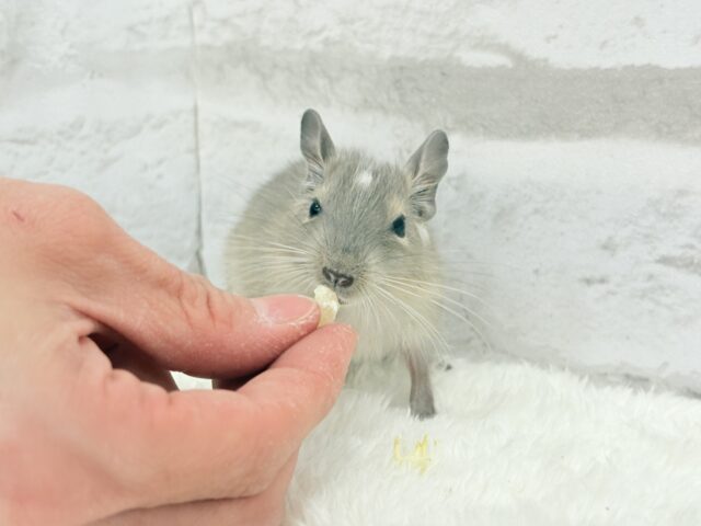 デグー